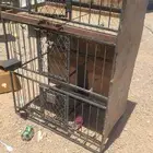 محاكر