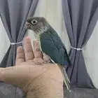 كنيور تركواز مفطوم هدد