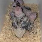 فروخ صن كنيور