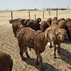 سواكن حمري مرابي شرط ذبائح تبيض الوجه اوزانها عاليه مضمونه