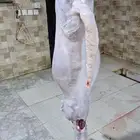ذبايح حريه وسواكن تربيه حمري وتيوس
