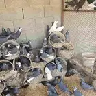 حمام مشاكيل وفراخر