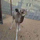 بكرة بعمر 20 يوم صحتها ماشاء الله تبارك الرحمن ضيار