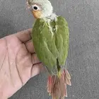 كنيور انناس رد فاكتور