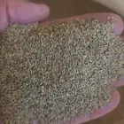 بذر بذور بلوبانك بلوبنك