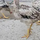 دجاج فارسي(حجازي)