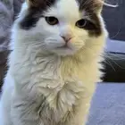 قط صغير للتبني