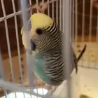 باجي ذكر للبيع