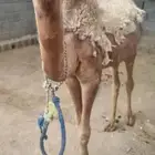 بكره للبيع عمرها سنتين