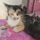 قط للتبني