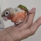 فروخ كنيور اناناس رد فاكتر