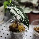 مستوصف الكربوس