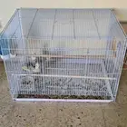 جوز كروان ((( انباع الله يبارك لراعيه )))