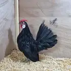ديك روز كامب مميز