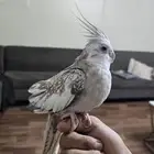 كروان للبيع اليف