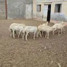 للبيع مواشي