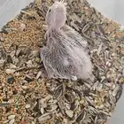 كروان هولندي ( تم البيع )