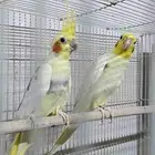 جوز كروان لم يسبق له الانتاج