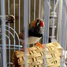 طيور زيبرا فينش