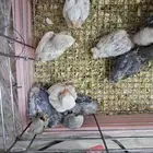 فروخ روز هولندي