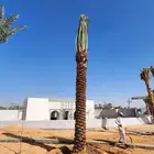 نخل للبيع