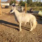 فحل ضان صنف0