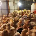 صوص بلدي هجين تركي