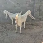 عنزين بيض للبيع