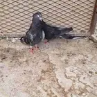 حمام قطيفي جوز بعياله