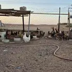 السلام عليكم دجاج عربي أصيل سلالة نادرة أم  أولف. العدد44 او