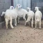 رخال