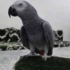 اعرض لكم طير كاسكو انتاج محلي 2023