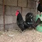 للبيع ديك بلدي