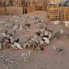 ديوك بلدي