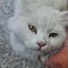 الي مضيع له قطوه بالمحمدية