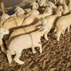 بهم تربية حري نظيف ((تم البيع))