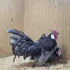 دجاج روز كامب مميز