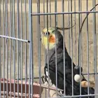 للبيع كروان ذكر