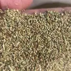 بذر بذور بلوبانك بلوبنك