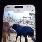 حسلان بلدي مقفله شحم ولحم