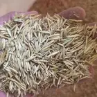 بذر بذور شوفان