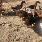 بط خضيري