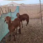 سواكن حمري تربيه وطليان حريه اوزانها عاليه ماشاءالله تبارك