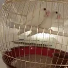 زوج روز البينو عيون حمر منتج