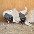 جوز رقاص هولندي مكتف ( تحته بيض )