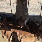 30 تيس للبيع