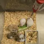 هامستر همتارو سوري