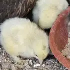 دجاجة وديك هجين براهما . الدجاجه تحتها 4 فروخ