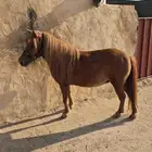 سيسيه جميله