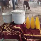 ماشاءالله سمن بلدي على الشرط --هذا رقم الجوال